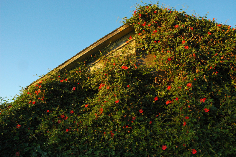 Illustration for article titled The Most Colorful Houses Engulfed in Vegetation